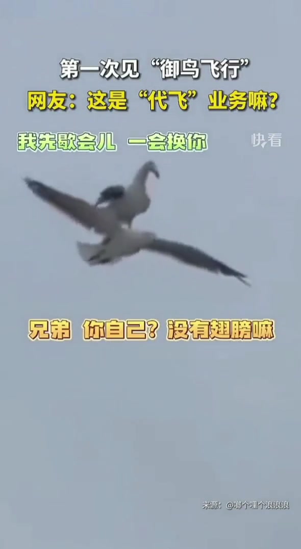 第一次见“御鸟飞行”
