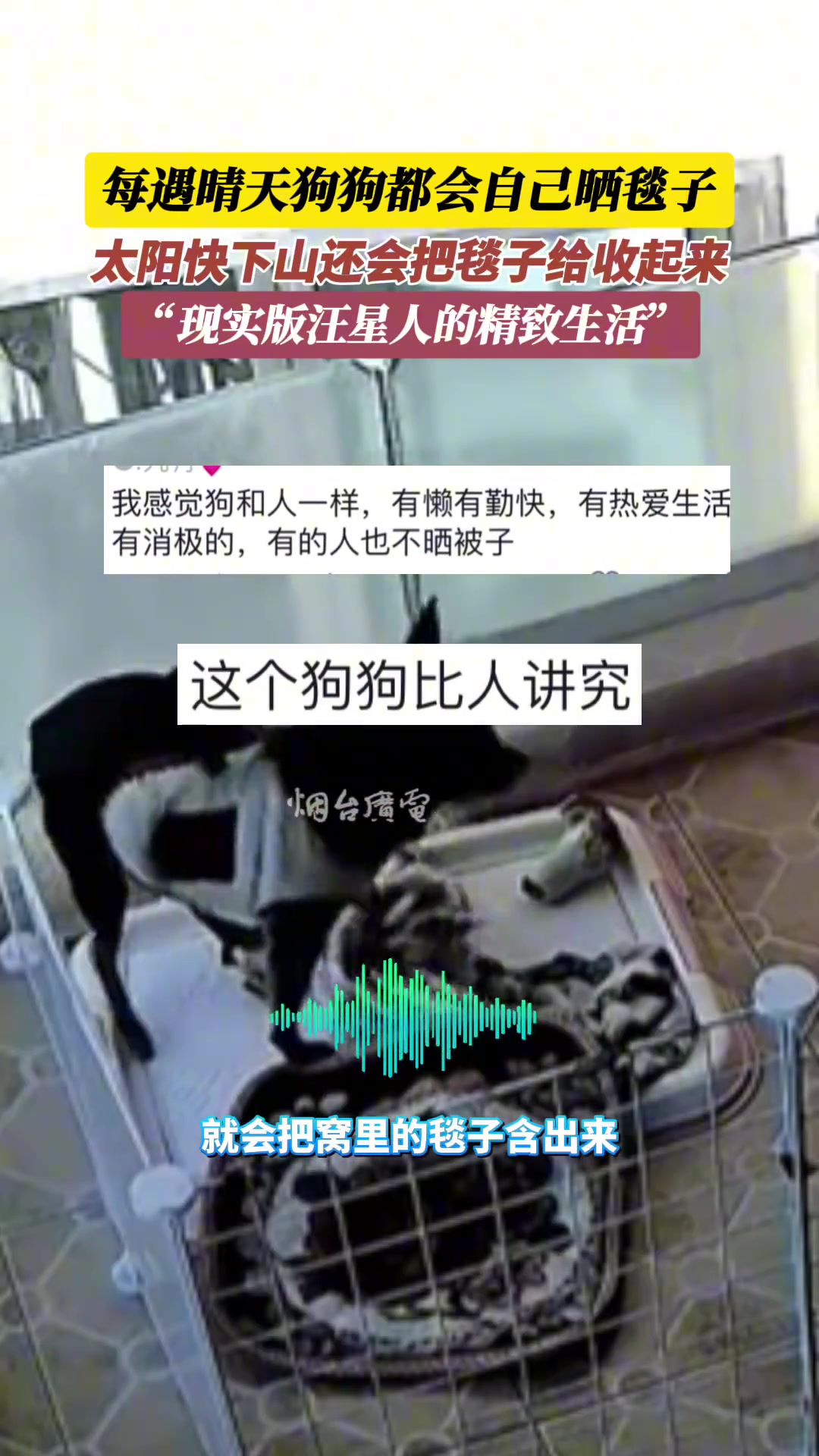 每遇晴天狗狗都会自己晒毯子，太阳快下山还会把毯子给收起来