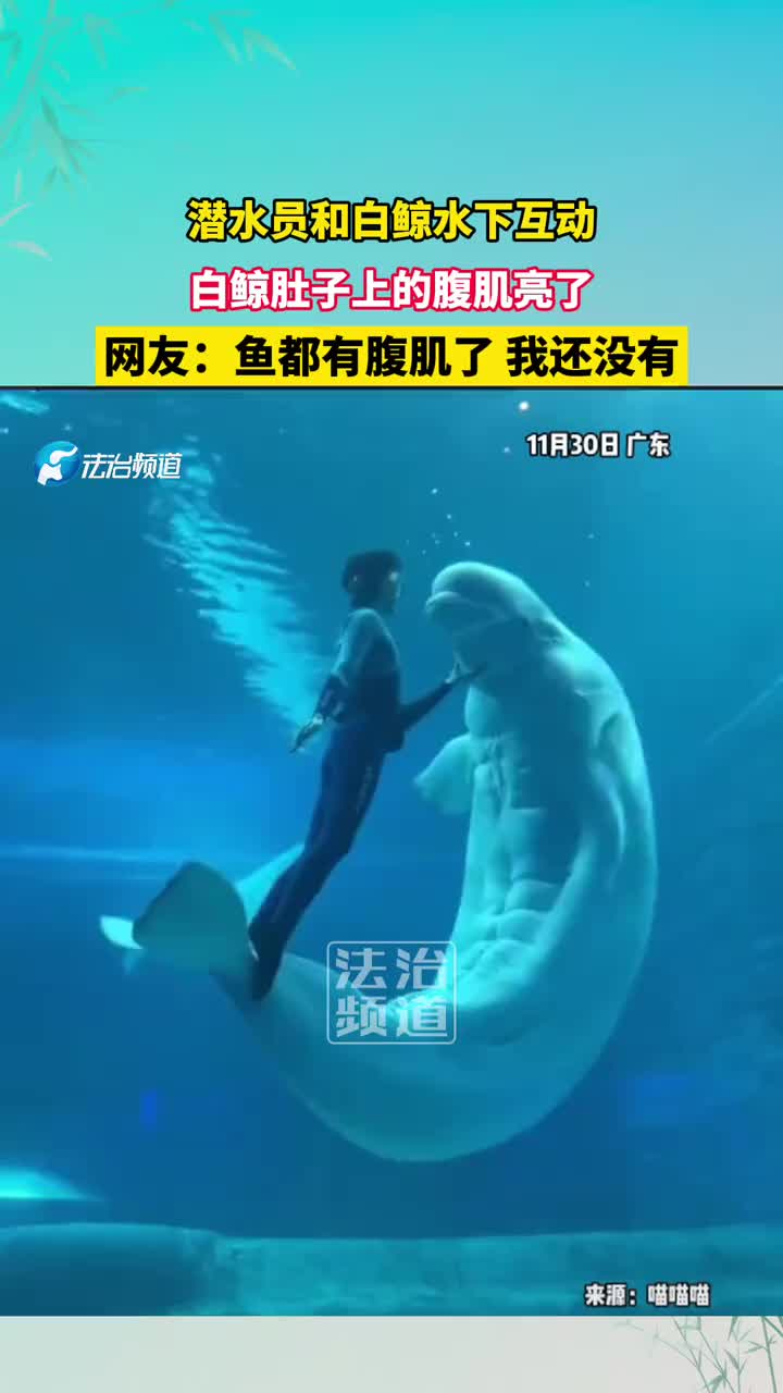潜水员和白鲸水下互动，白鲸肚子上的腹肌亮了！