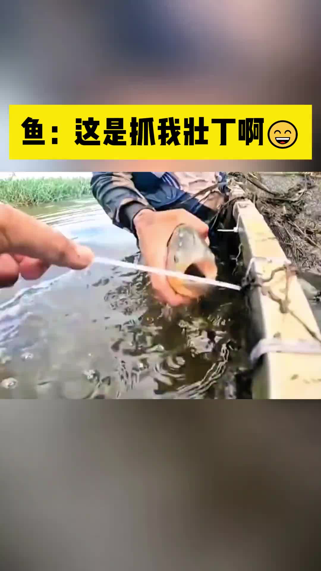 食人鱼的新用途！