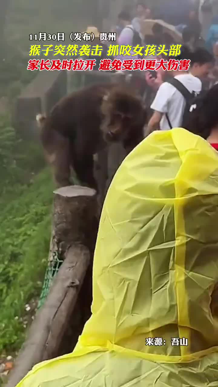 猴子突然袭击抓咬女孩头部，家长及时拉开，避免受到更大伤害