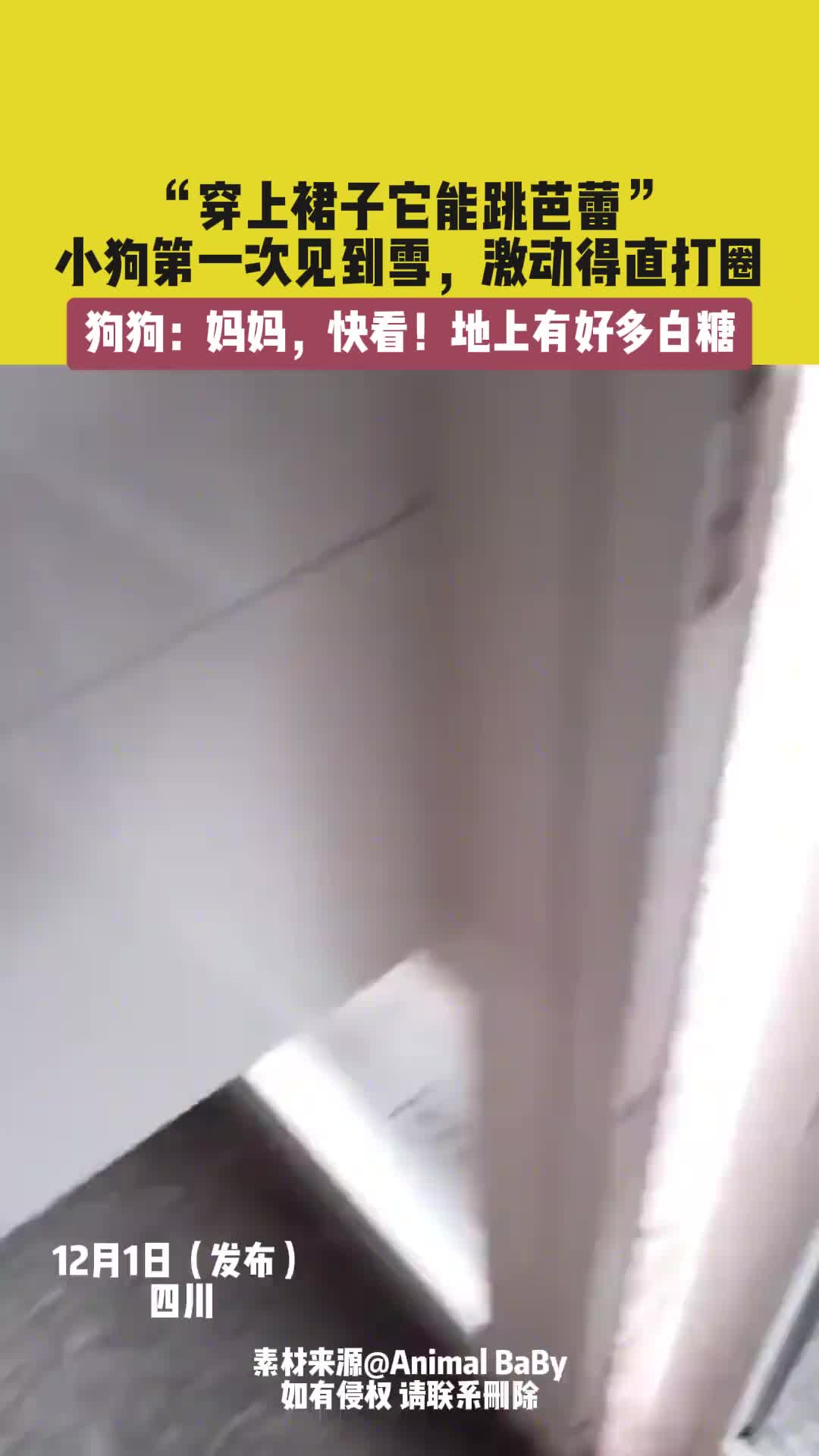 “穿上裙子它能跳芭蕾”，小狗第一次见到雪，激动得直打圈