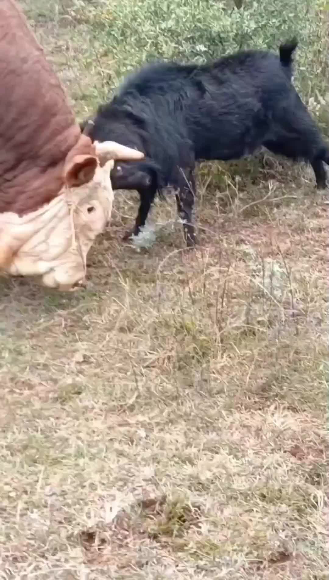 谁才是真正的铁头功