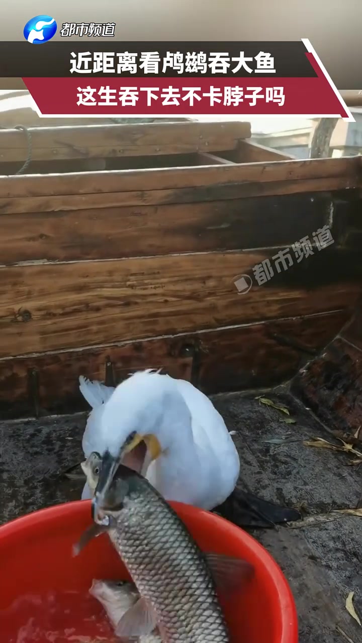 近距离看鸬鹚吞大鱼，这生吞下去不卡脖子吗