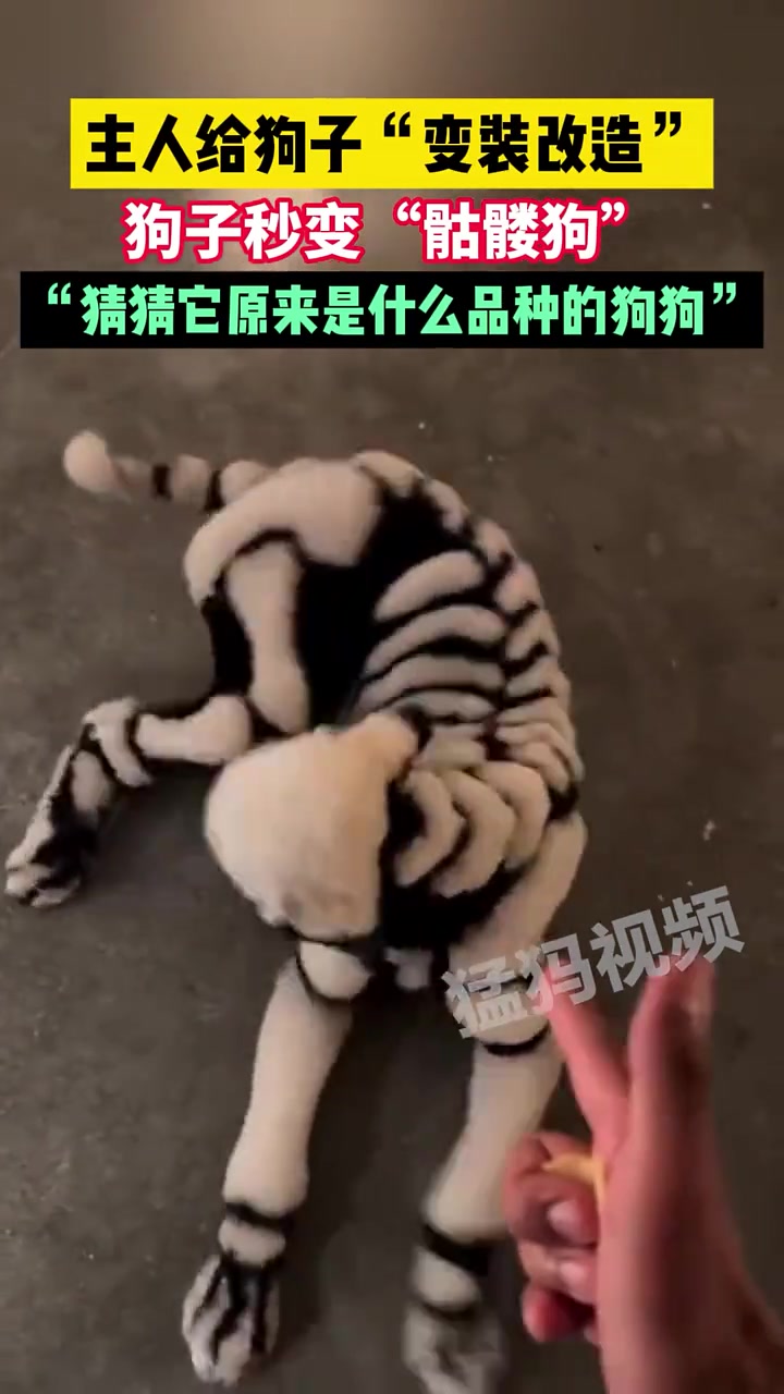 这是啥品种主人给狗子“变装改造”狗子秒变“骷髅狗”