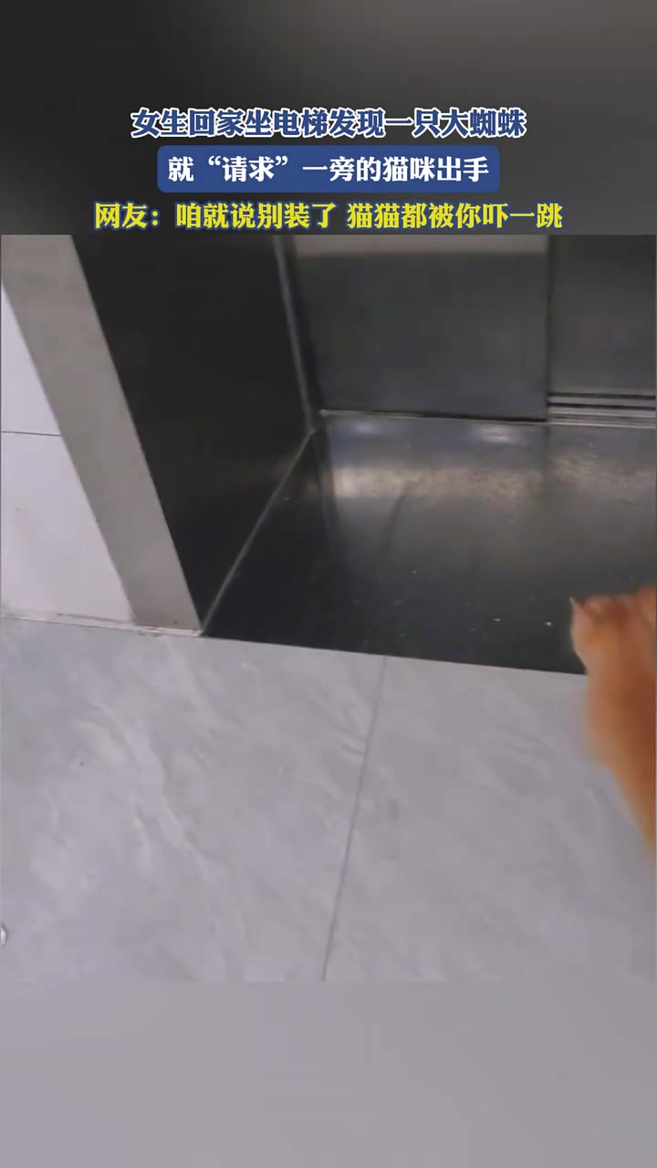 女生回家坐电梯发现一只大蜘蛛，就“请求”一旁的猫咪出手