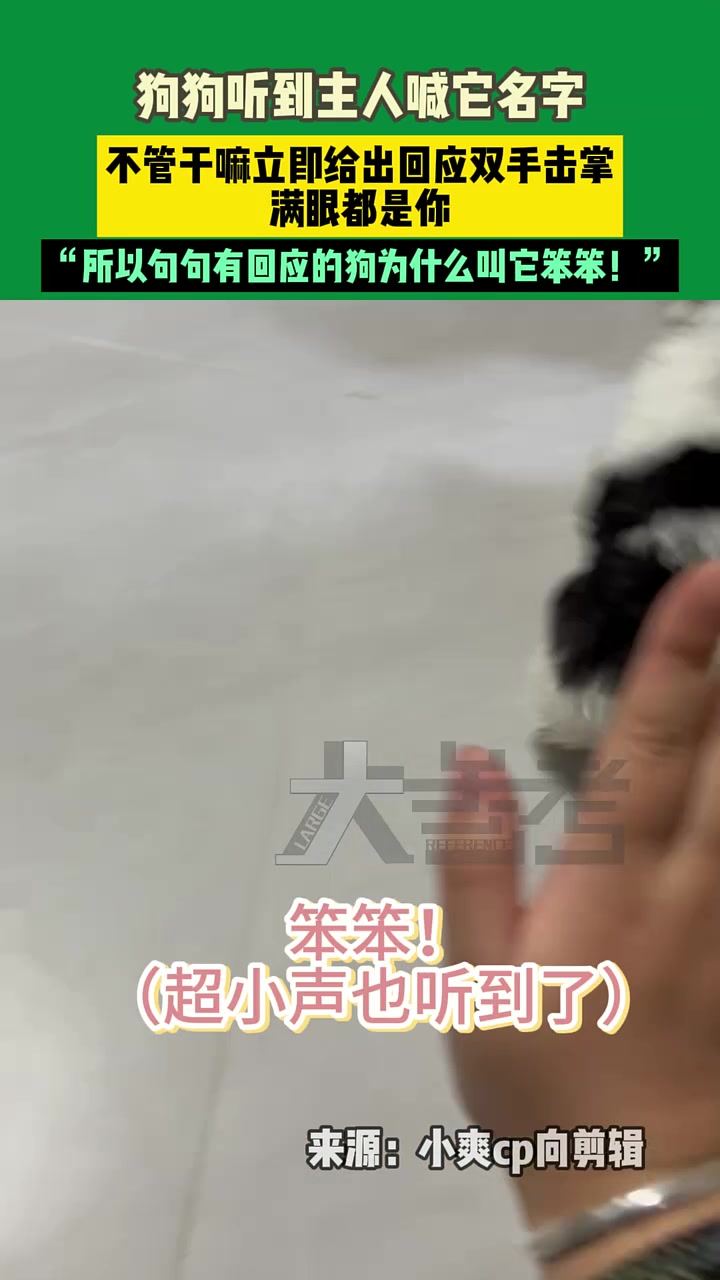 狗狗听到主人喊它名字，不管干嘛立即给出回应双手击掌