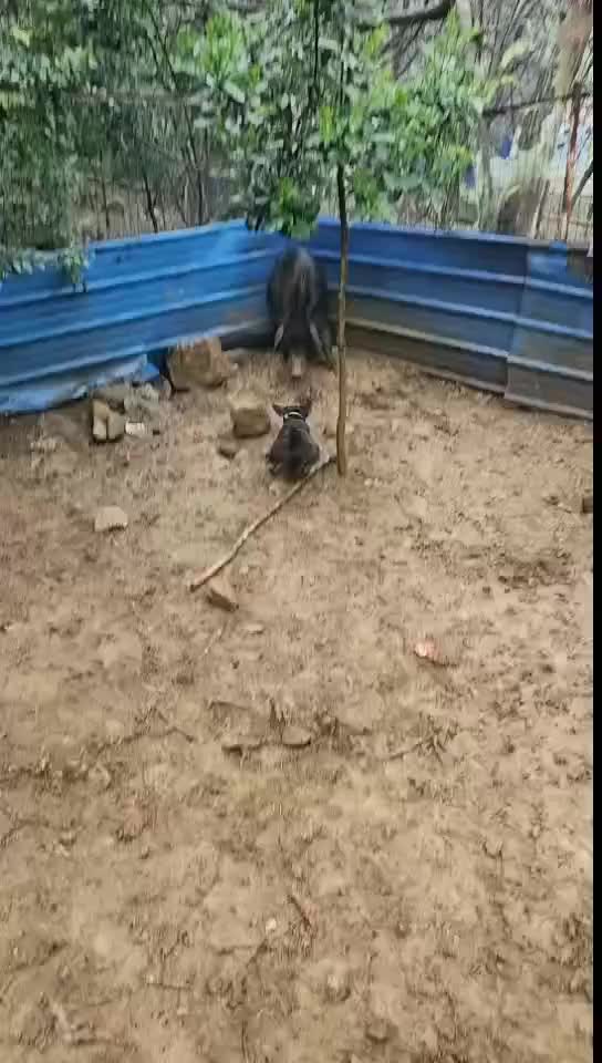 这是真的猎犬啊！！