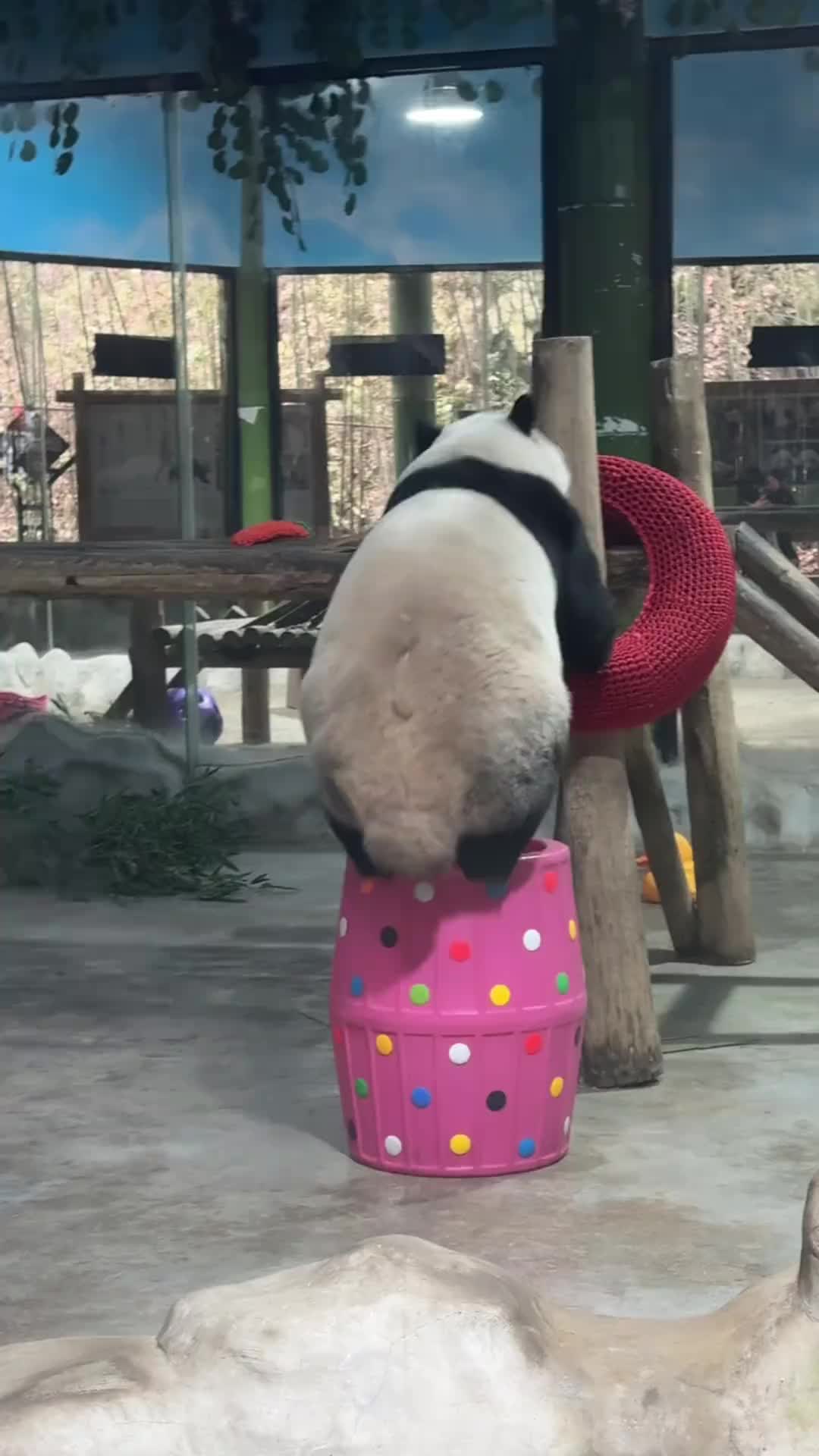 这是cos美人鱼，笑死我啦哈哈