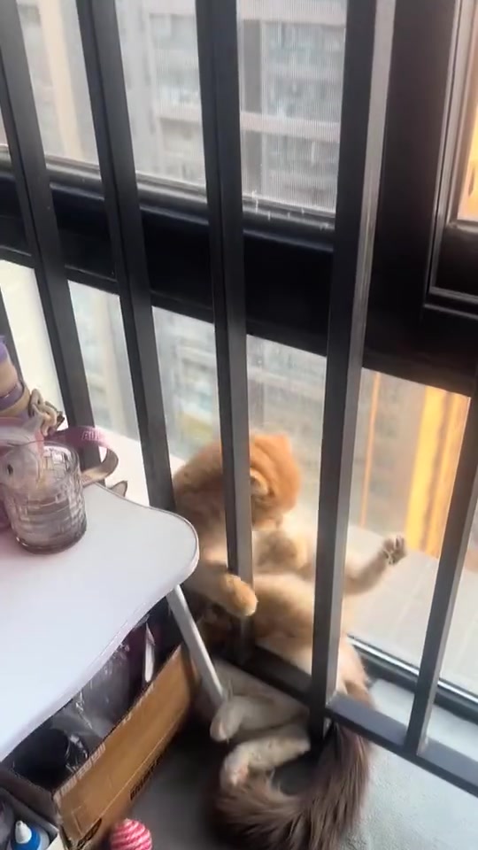小猫：幸好下面还有一个垫背的