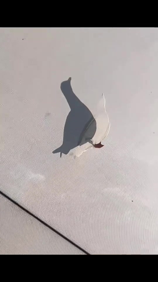帐篷上行走的投影海鸥