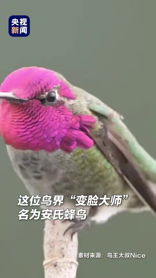 有网友拍到鸟界“变脸大师”安氏蜂鸟