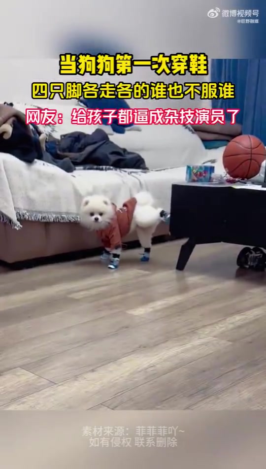 当狗狗第一次穿鞋，四只脚各走各的谁也不服谁