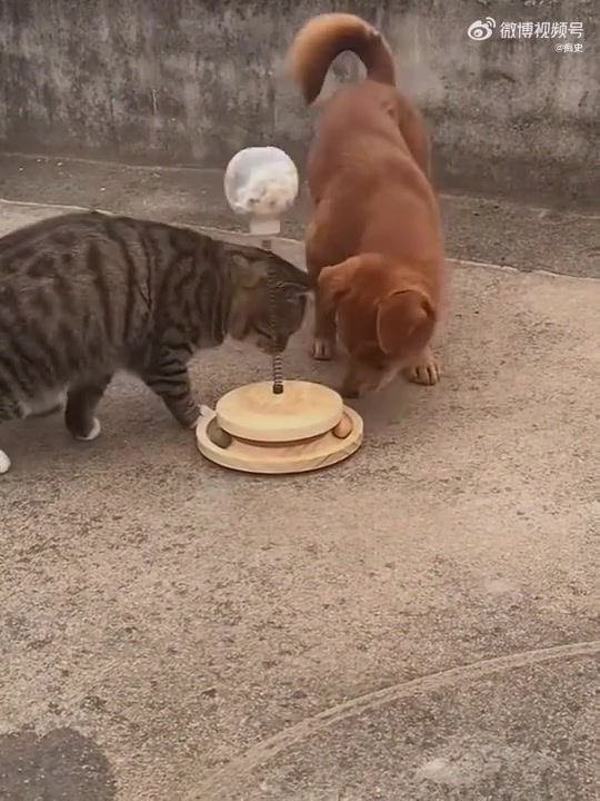 猫猫找到了技巧，狗狗也是！