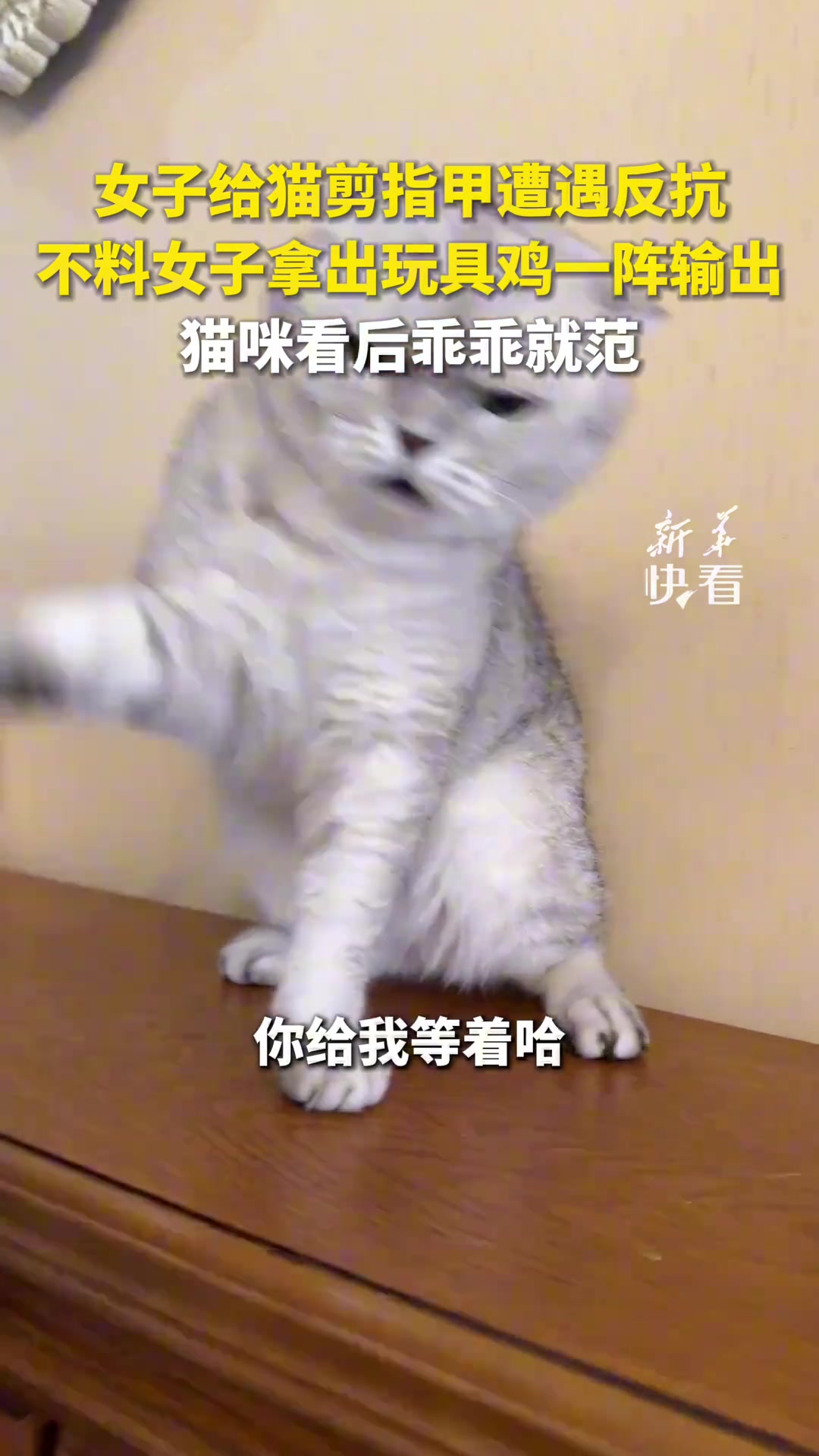 女子给猫剪指甲遭遇反抗，女子拿出玩具鸡后，猫咪乖乖就范