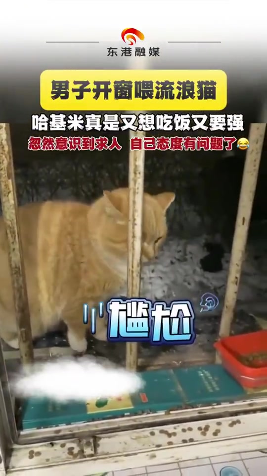 男子开窗喂流浪猫哈基米真是又想吃饭又要强
