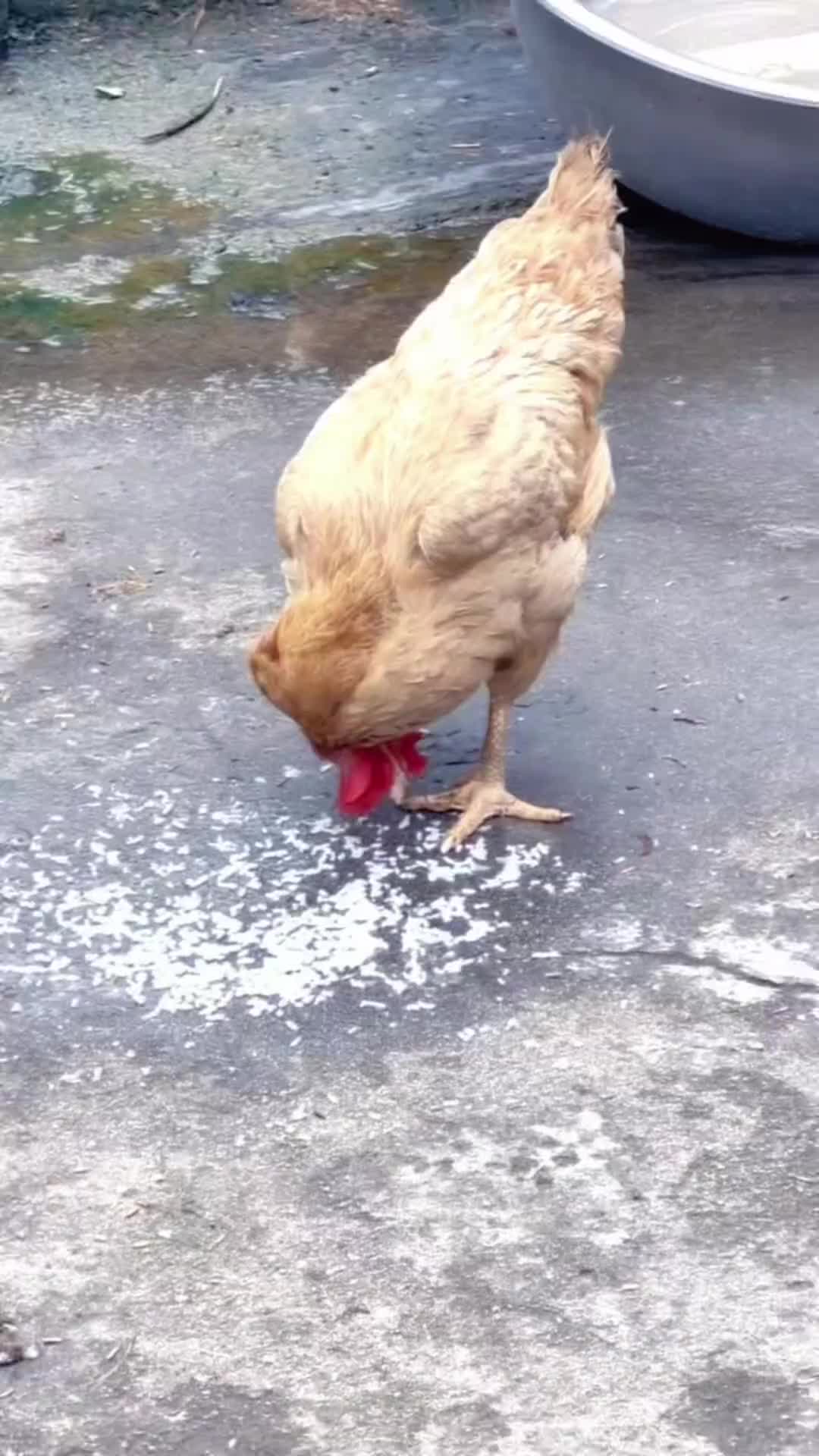 原来鸡的脖子可以这样转的啊！！