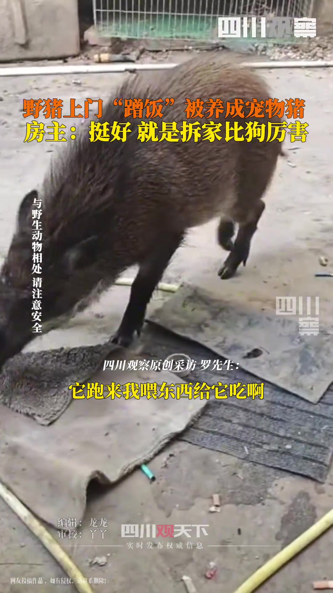 野猪上门蹭饭7天被养成宠物猪