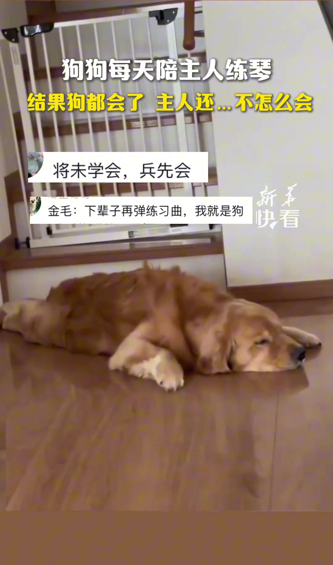 狗狗每天陪主人练琴，结果狗都会了，主人还不怎么会