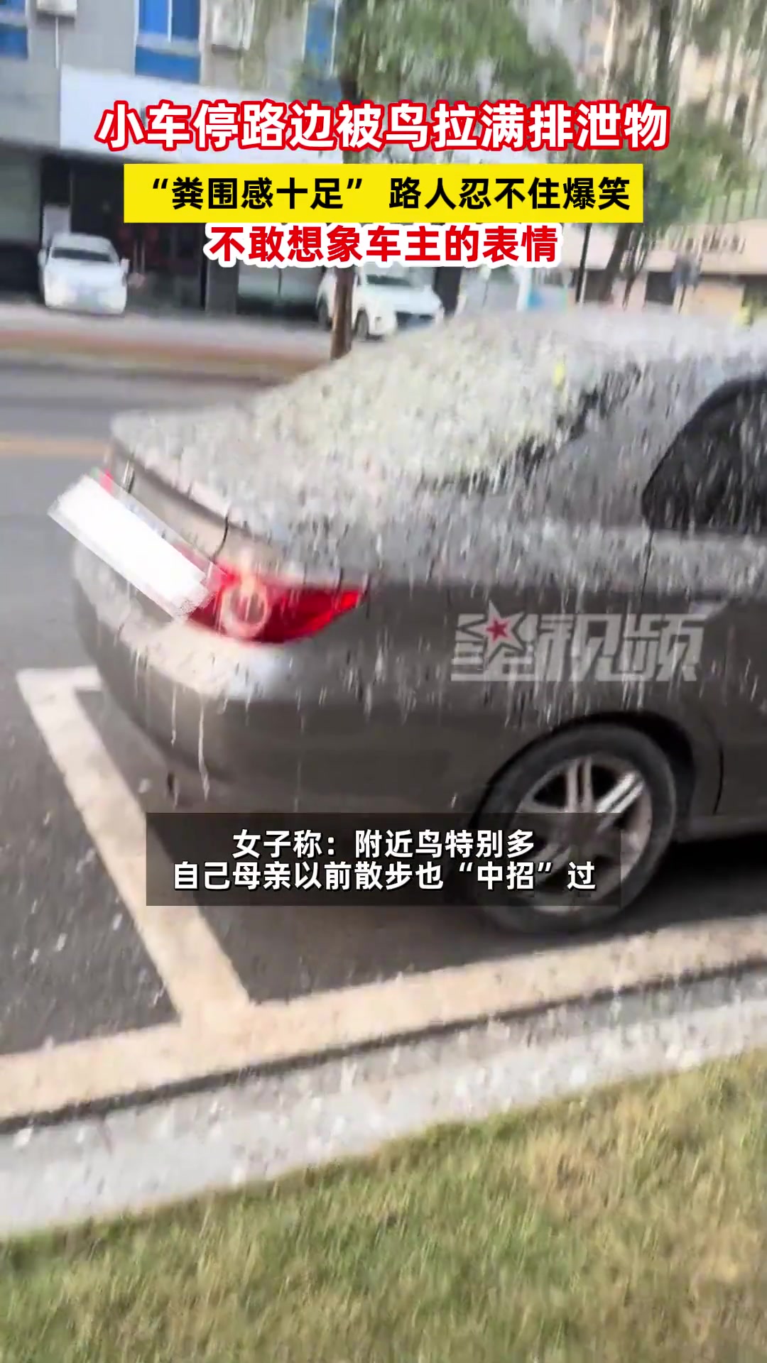 小车停路边被鸟拉满排泄物“粪围感十足”！