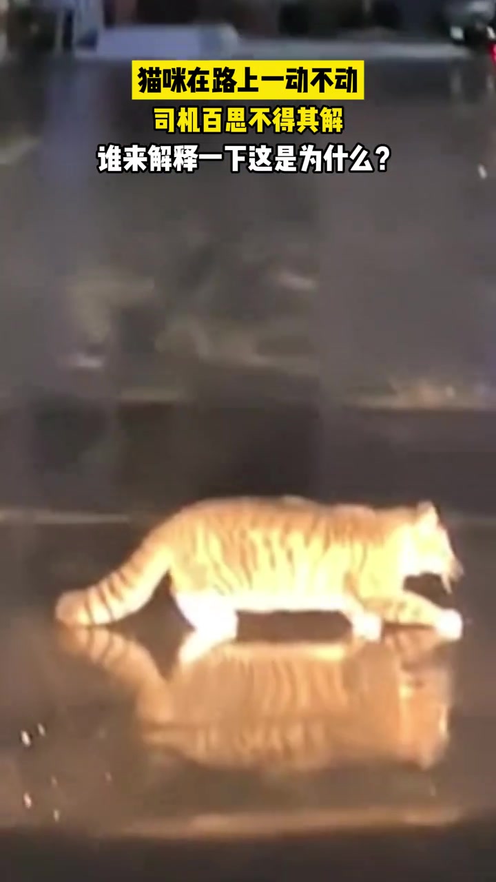这只猫咪被灯光照着的时候一动不动，谁知道是为什么