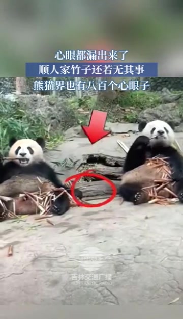 熊猫界也有八百个心眼子