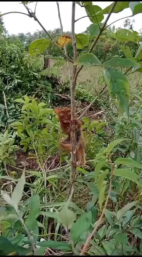 这是什么，嗖的一下就不见了