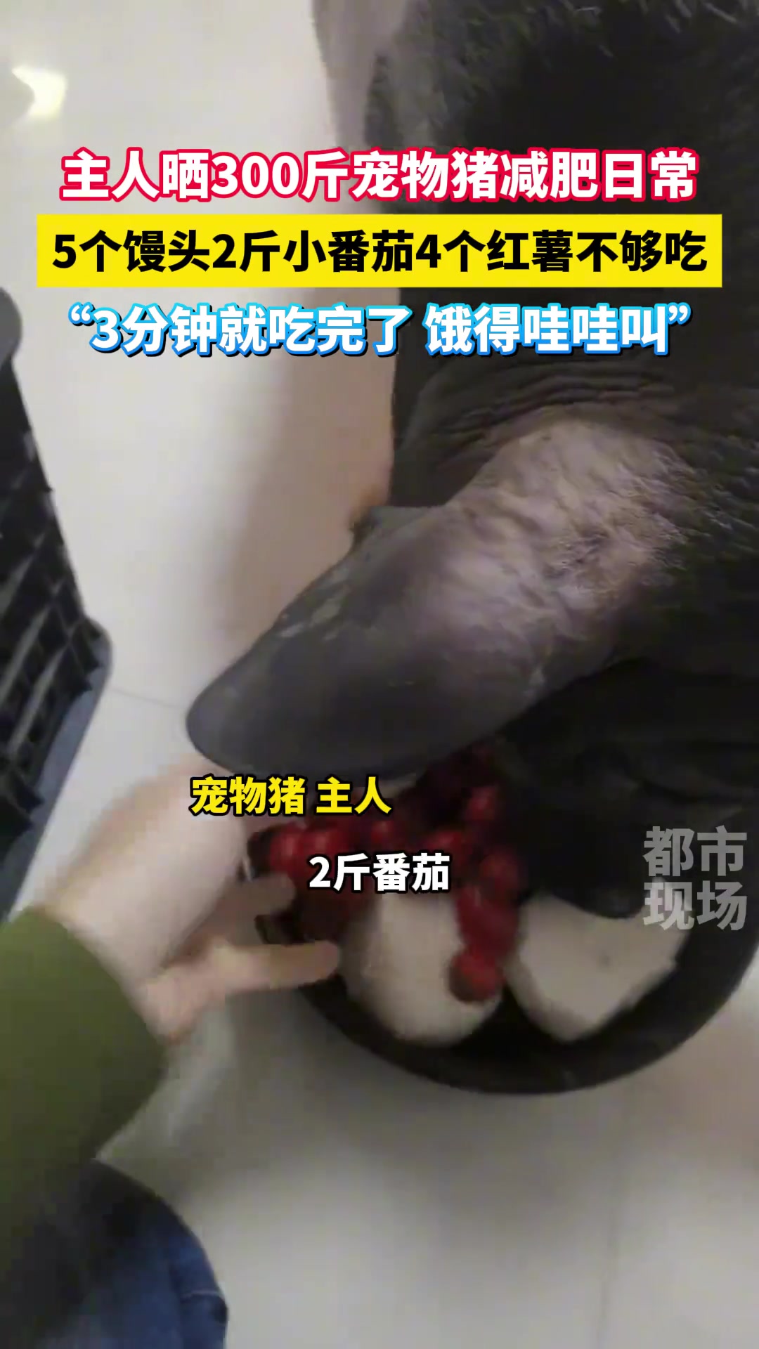 主人晒300斤宠物猪减肥日常，5个馒头2斤小番茄4个红薯不够吃