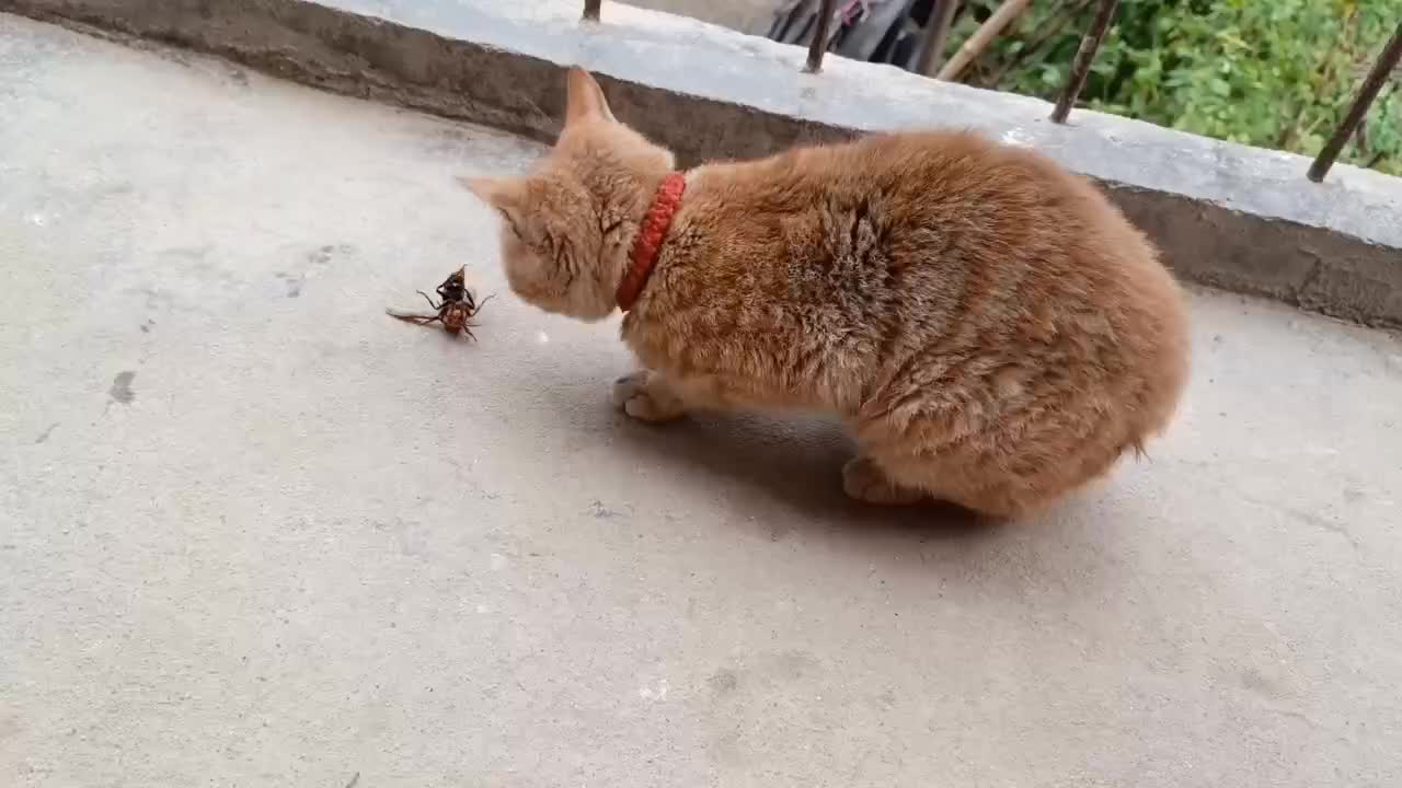 还是咱本土猫厉害！