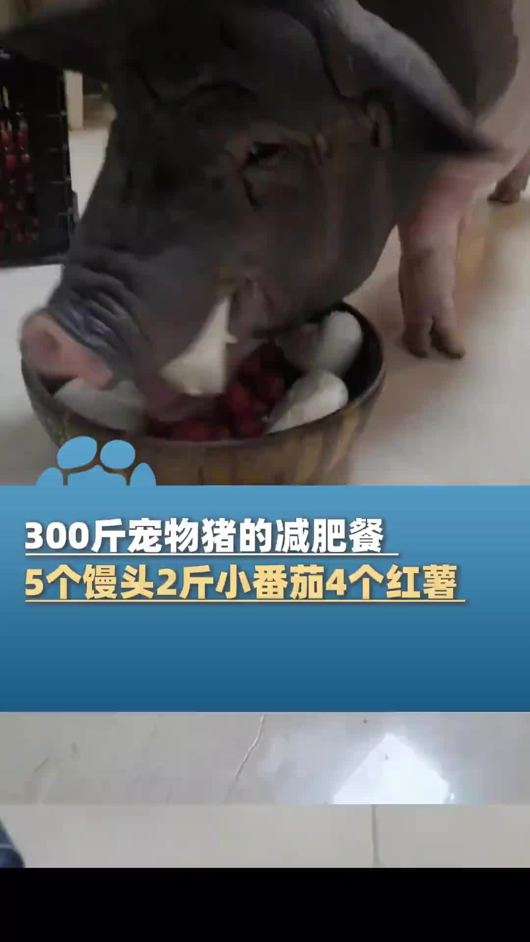 也是个人才啊！让一头猪减肥！