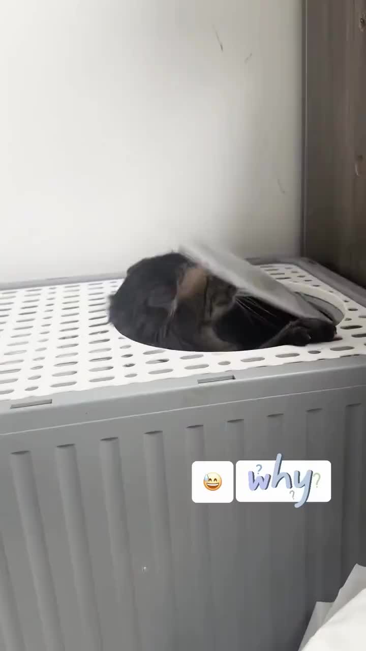 看了那么多的聪明喵，给你们看个笨的