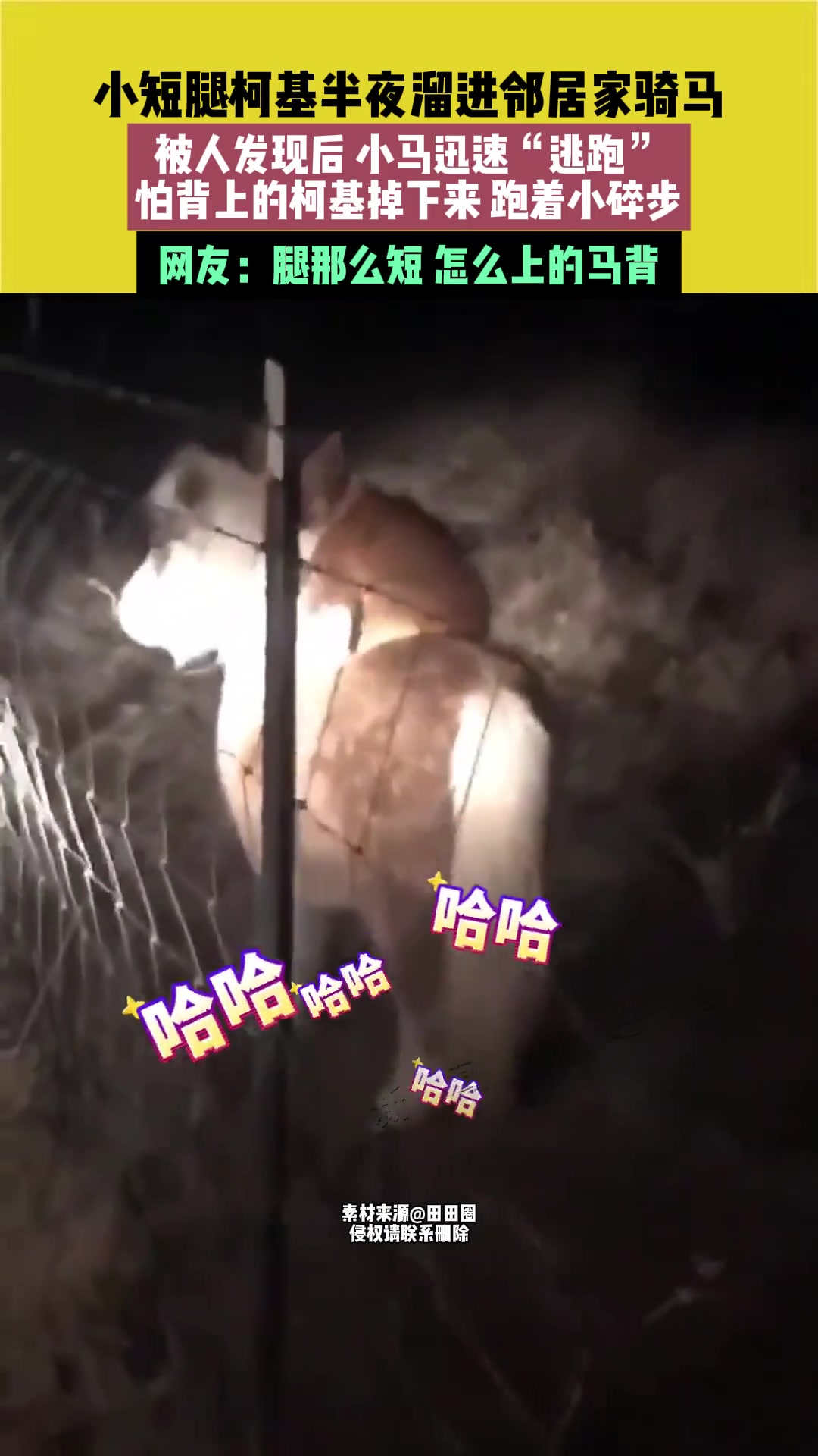 小短腿柯基半夜溜进邻居家骑马