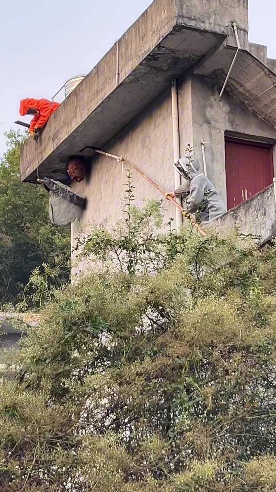 帮老乡除害，结果集体被蜇一个部位