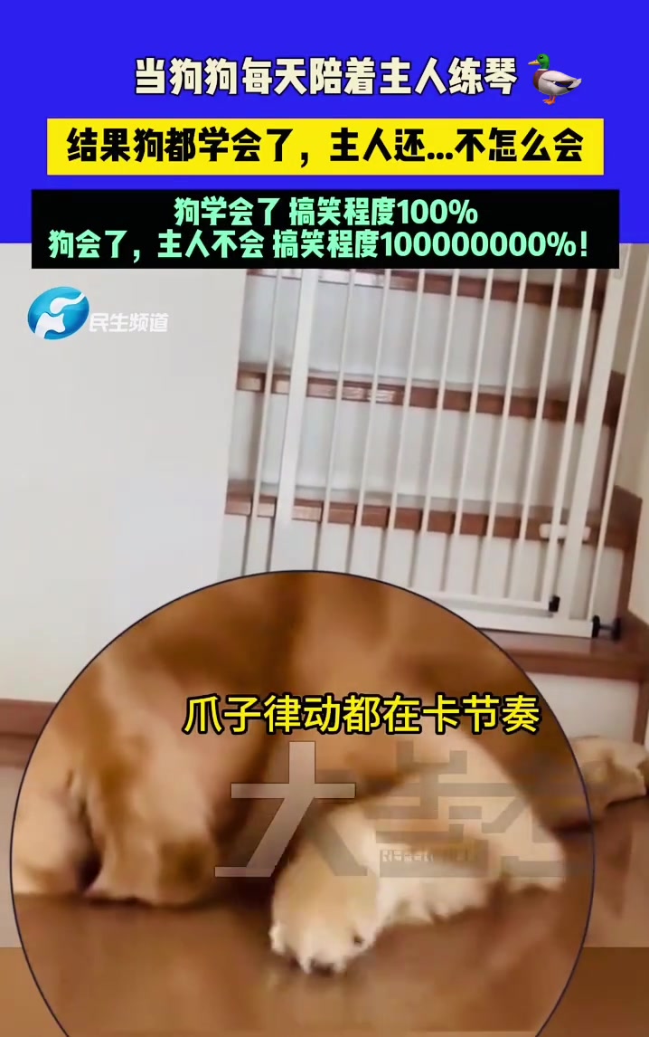 当狗狗每天陪着主人练琴