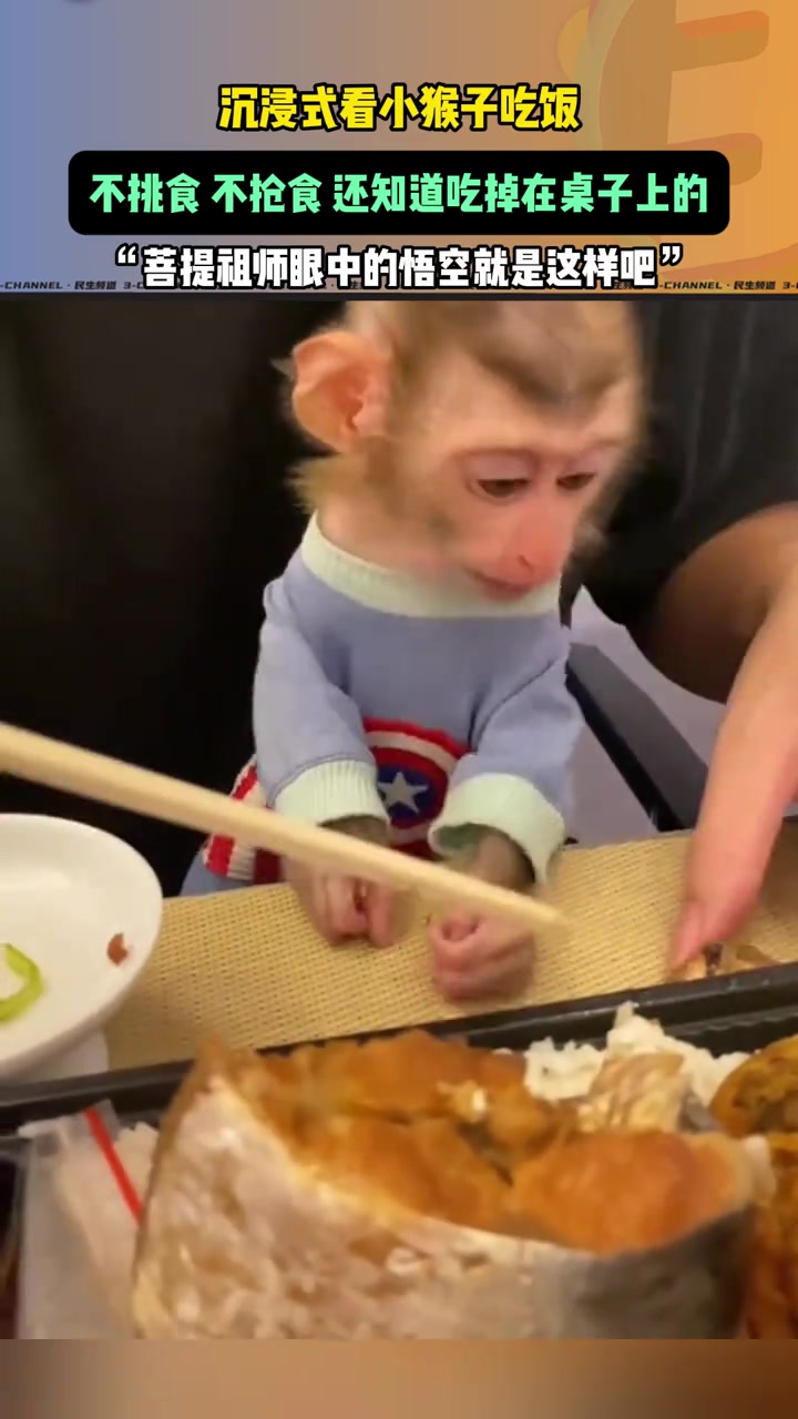 沉浸式看小猴子吃饭，不挑食，不抢食，还知道吃掉在桌子上的！