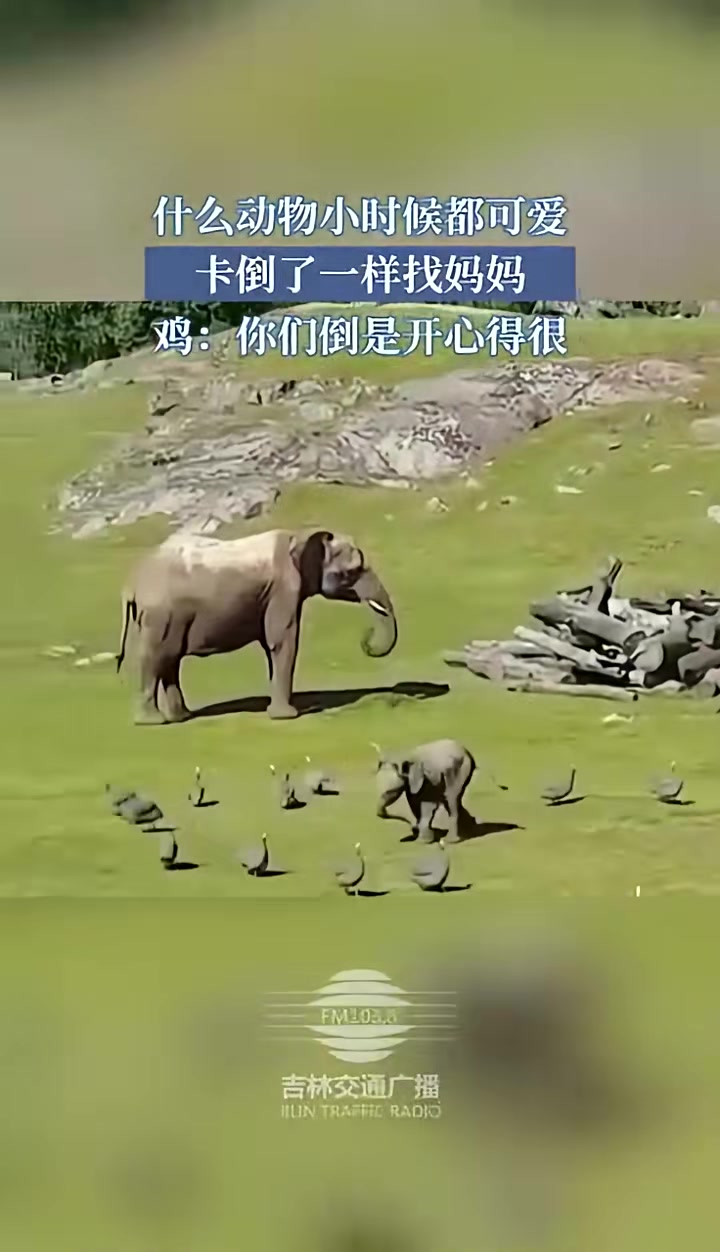 什么动物小时候都可爱