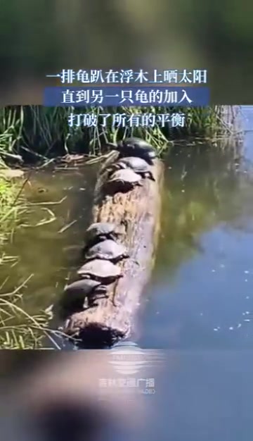 一排龟趴在树木上晒太阳，直到另一只龟的加入打破了所有的平衡