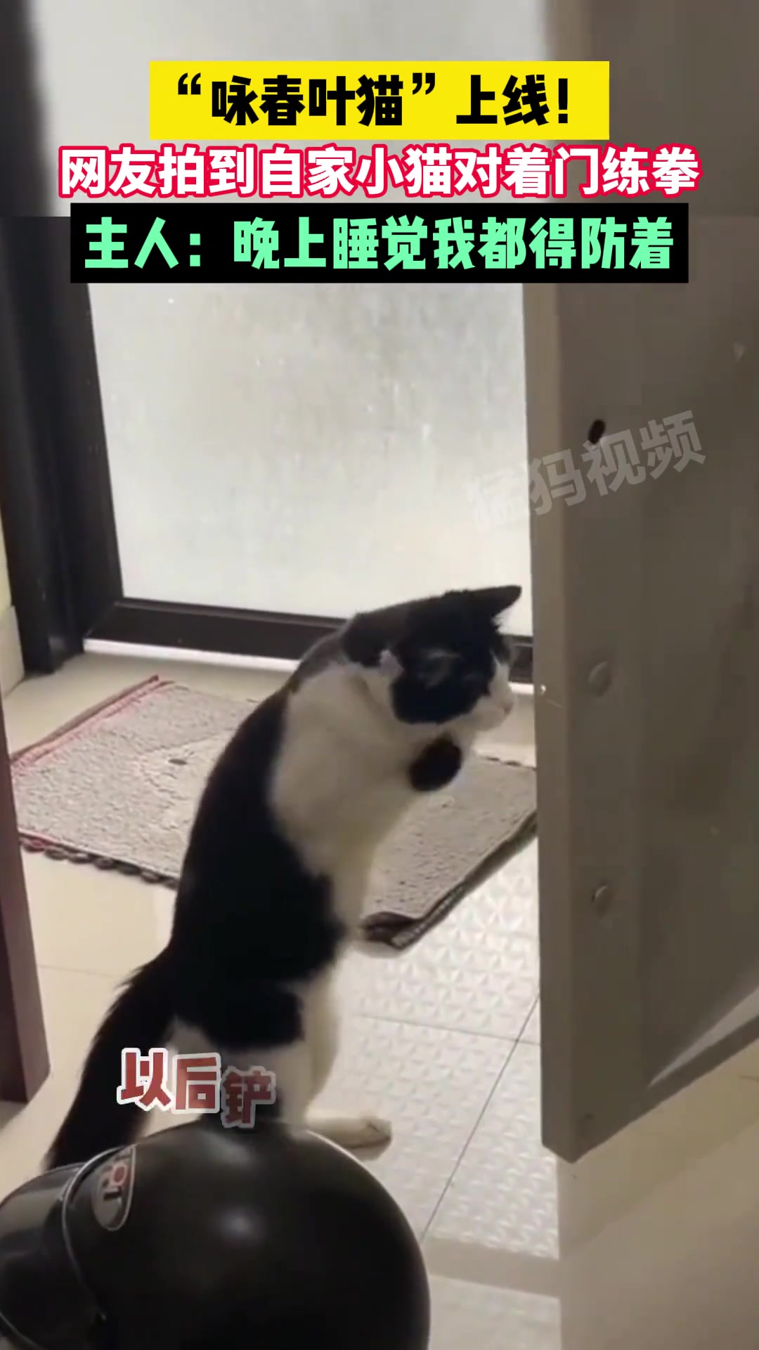 “咏春叶猫”上线！网友拍到自家小猫对着门练拳！