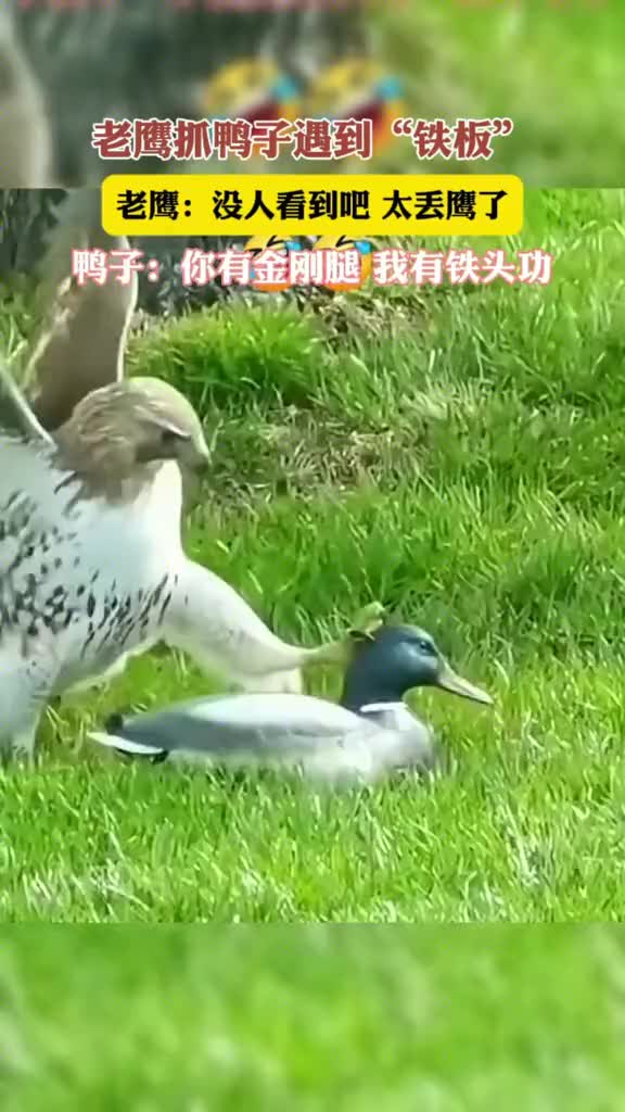 这是鹰爪功碰到铁头功了啊！