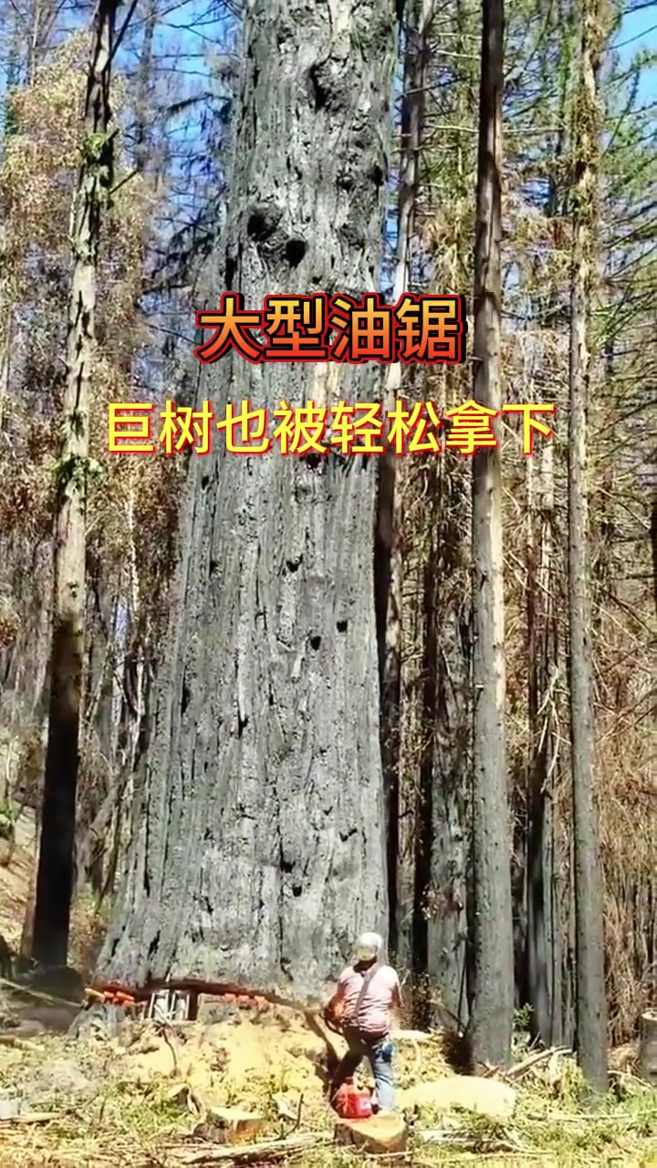 油锯的正确使用方法