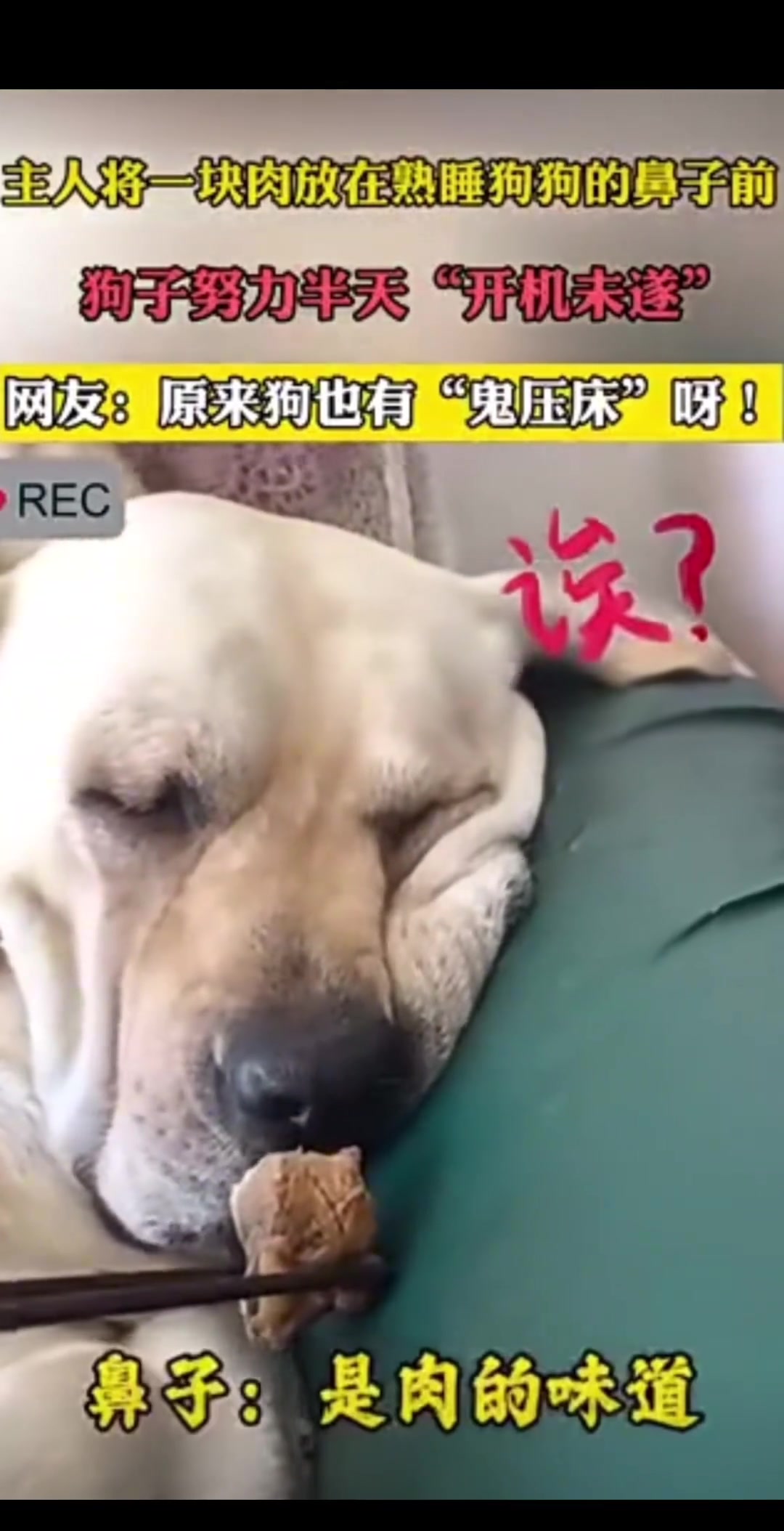 主人将一块肉放到熟睡狗狗的鼻子前狗子努力半天“开机未遂”