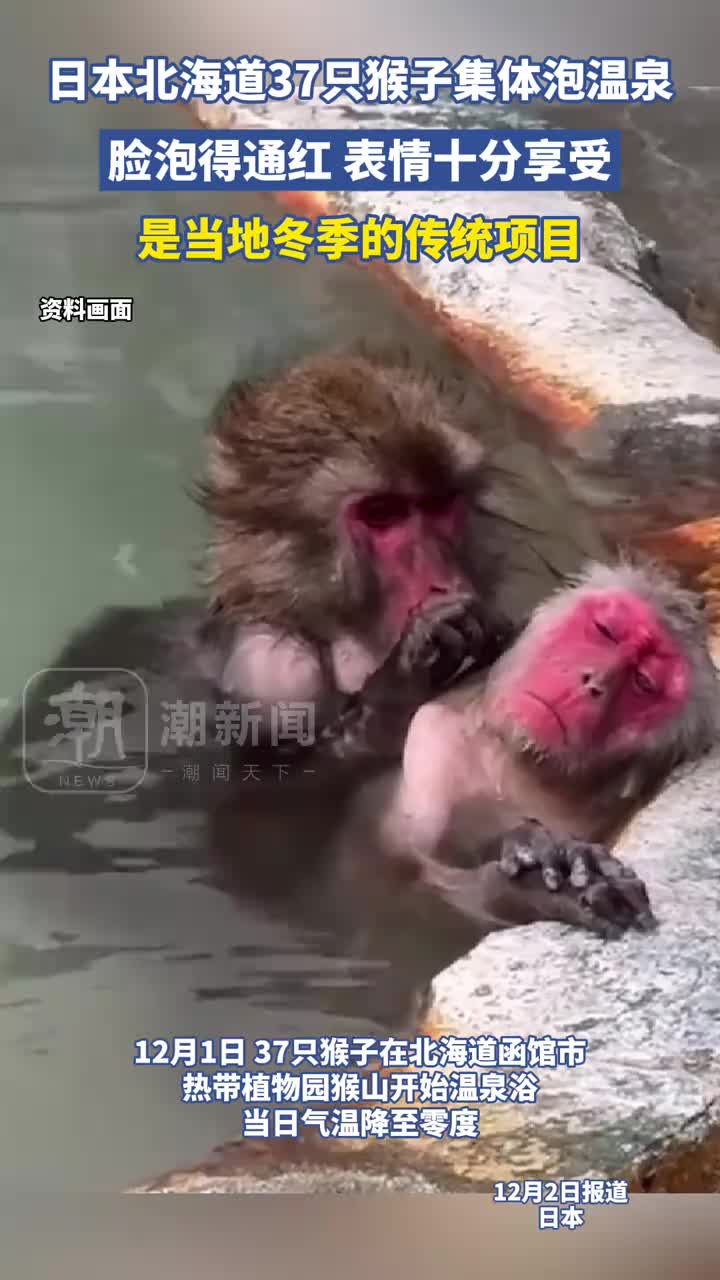 最后那个好像快进化成人了