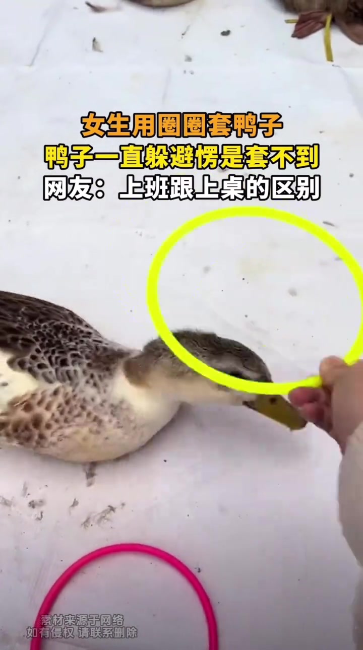 女生用圈圈套鸭子，鸭子一直躲避愣是套不到