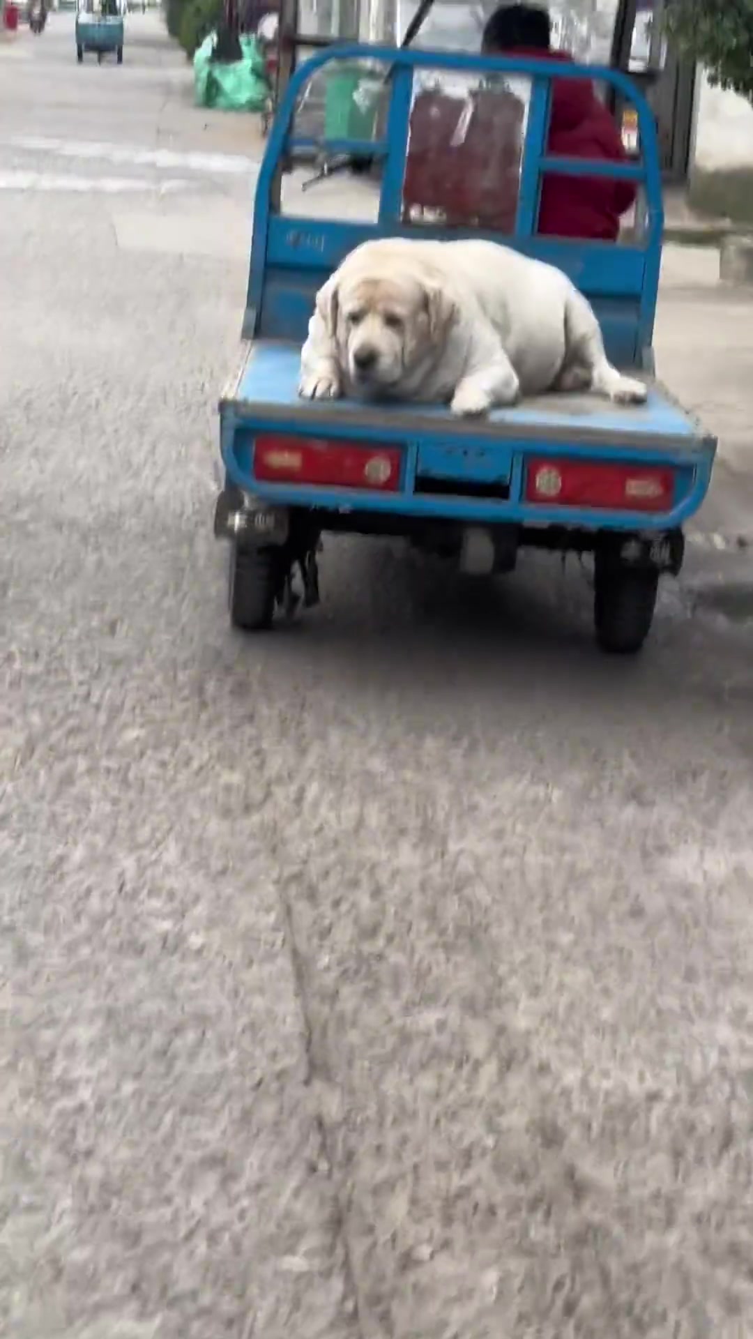 第一次见这么胖的狗拉布拉猪