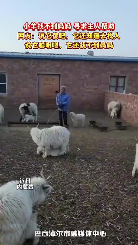 小羊找不到妈妈，寻求主人帮助