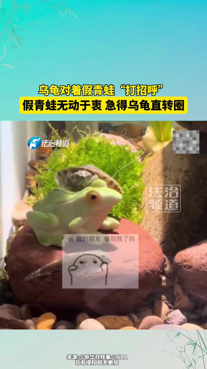 乌龟对着假青蛙“打招呼”，假青蛙无动于衷，急得乌龟直转圈