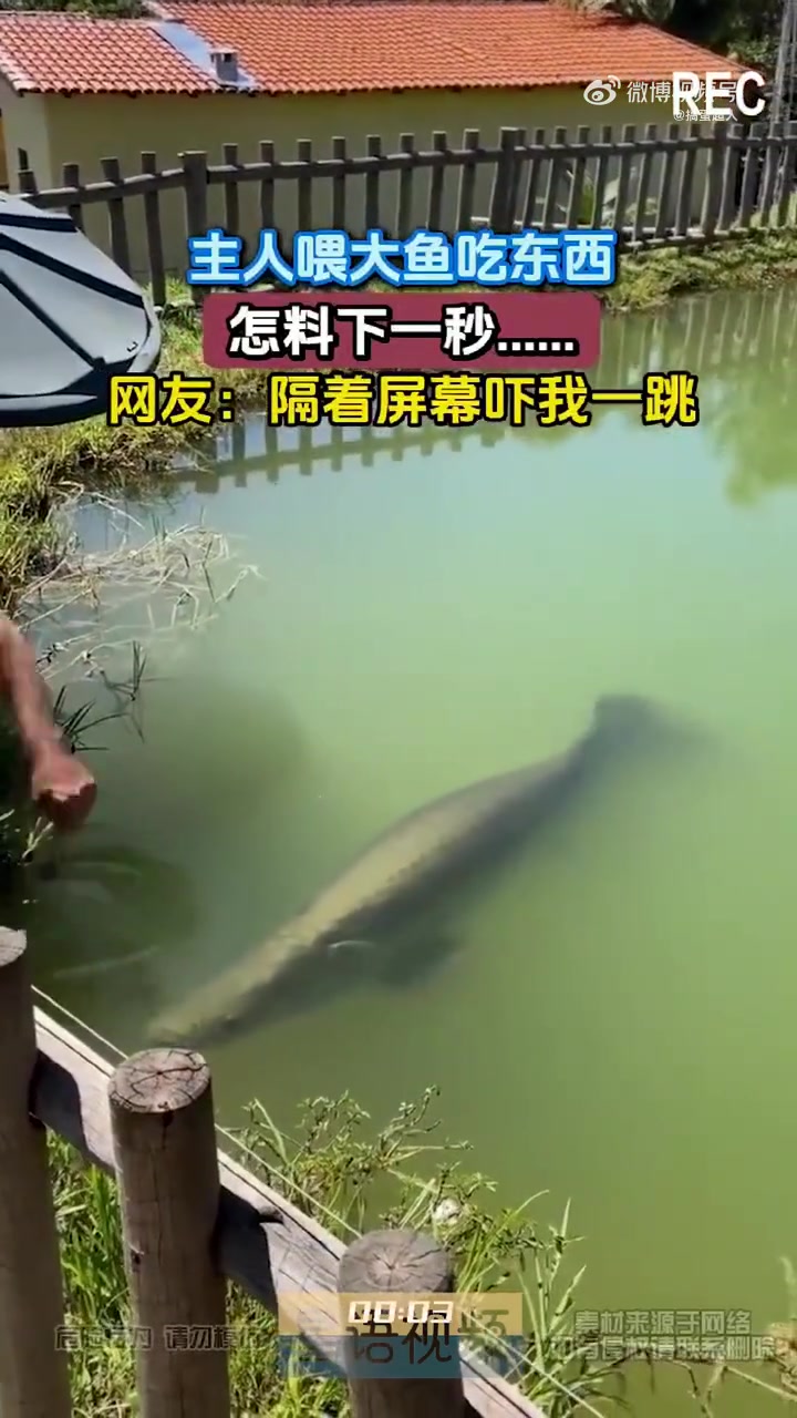 主人喂大鱼吃东西，怎料下一秒.