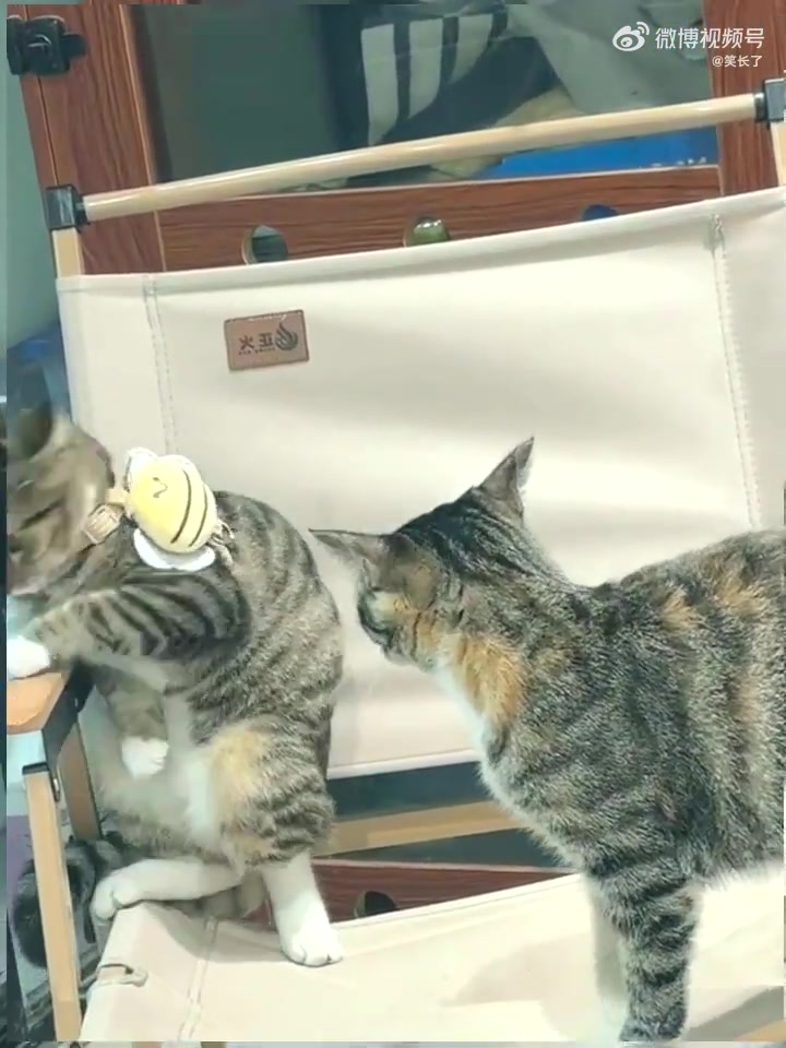 在猫眼中看到害怕