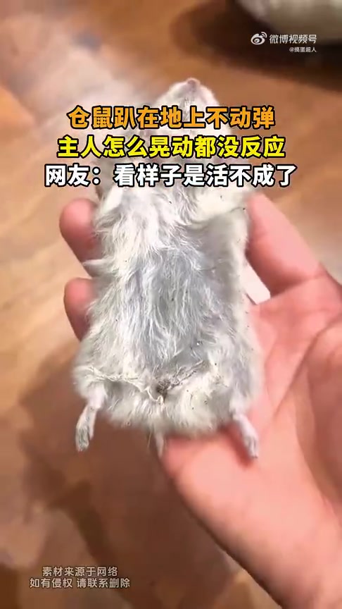 仓鼠趴地不动，主人晃动也没反应