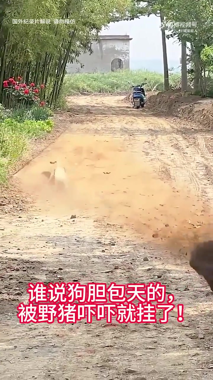 谁说狗胆包天，被野猪吓吓就挂了